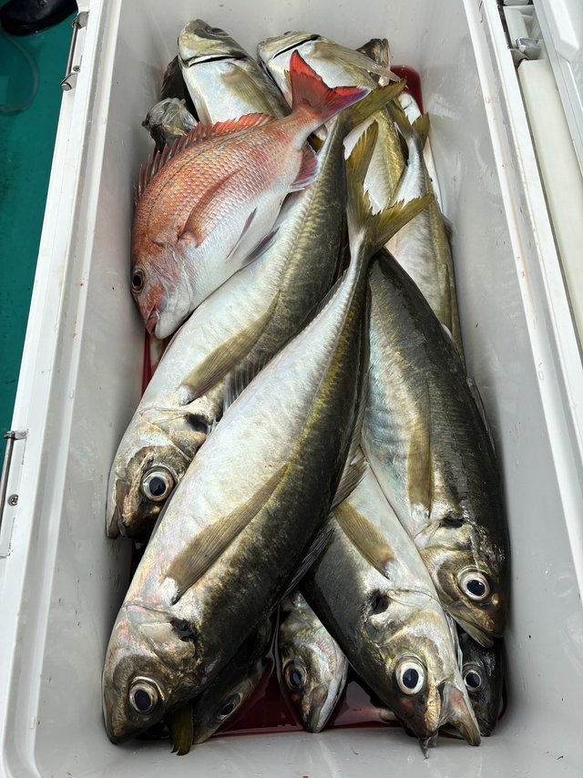 マダイ・マアジ・ブリ