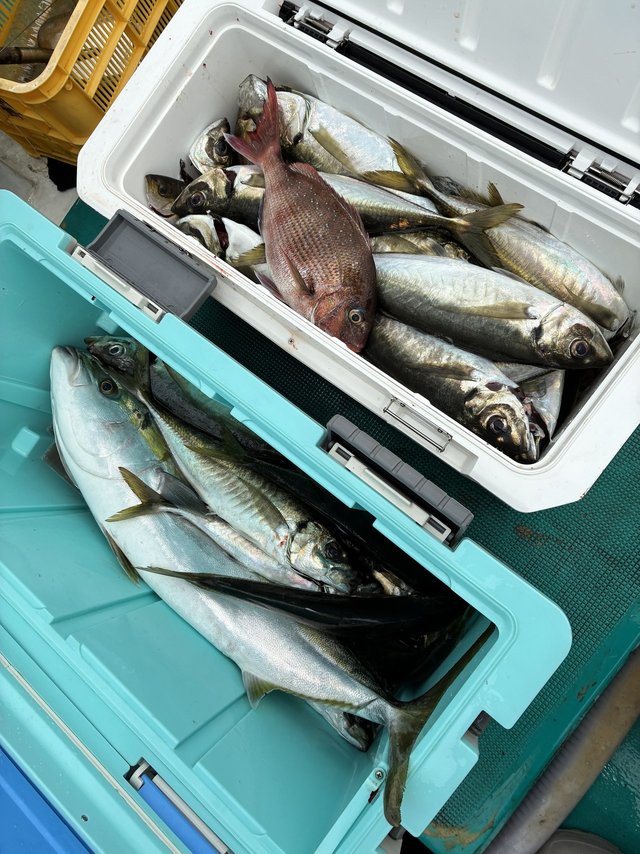 マダイ・マアジ