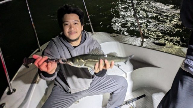 シーバス(スズキ)