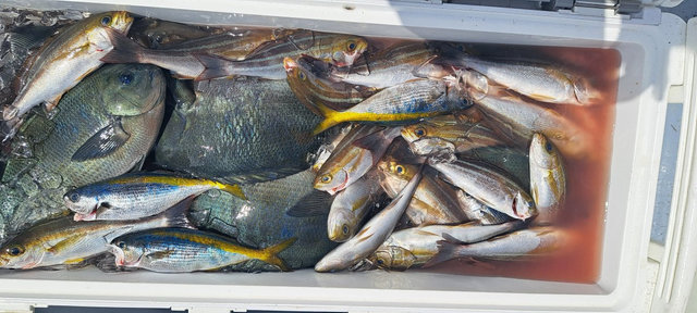 アジ(マアジ)・タカベ・イサキ・サバ(ゴマサバ)