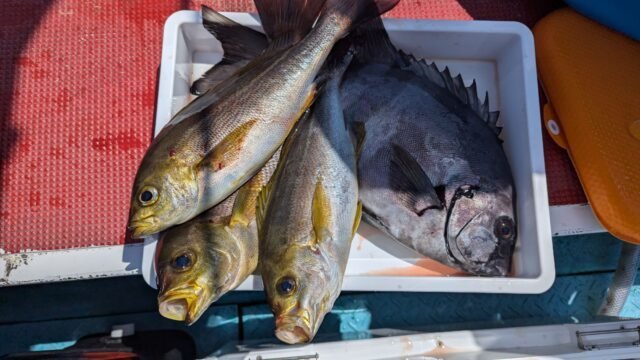 イシダイ・イサキ