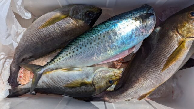 イサキ・サバ(ゴマサバ)