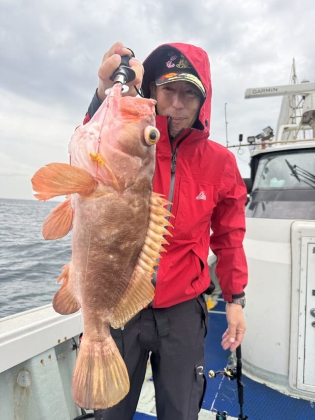 アコウ(キジハタ)