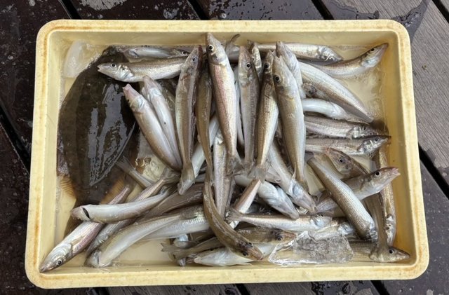 シロギス・マコガレイ