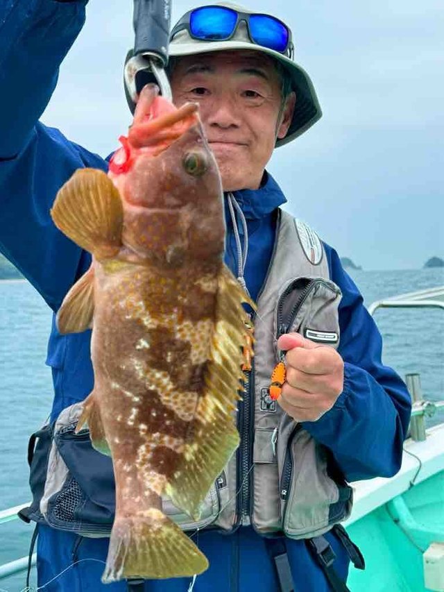 アコウ(キジハタ)