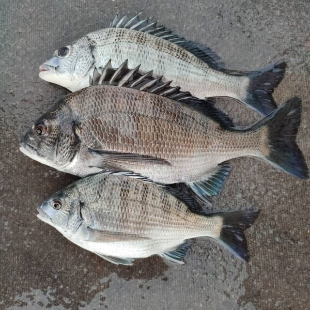 チヌ(クロダイ)