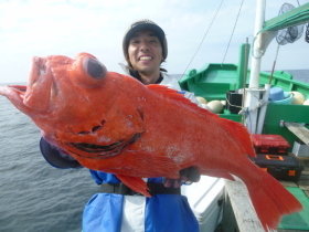 ベニアコウ(オオサガ)