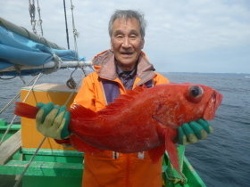 ベニアコウ(オオサガ)