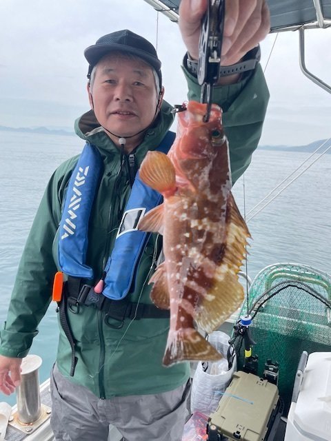 アコウ(キジハタ)