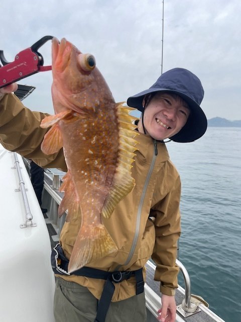 アコウ(キジハタ)