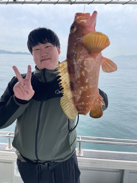 アコウ(キジハタ)