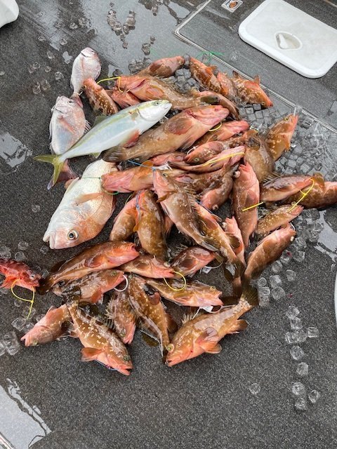 マダイ・アコウ(キジハタ)