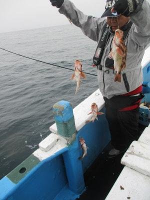 メバル(ウスメバル)