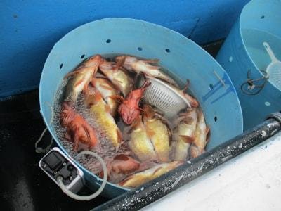 カサゴ・メバル(ウスメバル)