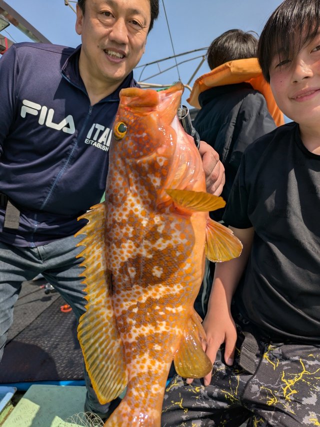 アコウ(キジハタ)