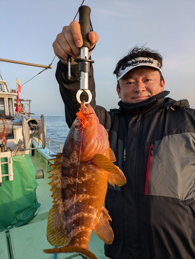 アコウ(キジハタ)