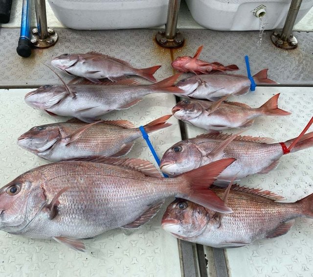 マダイ・カサゴ