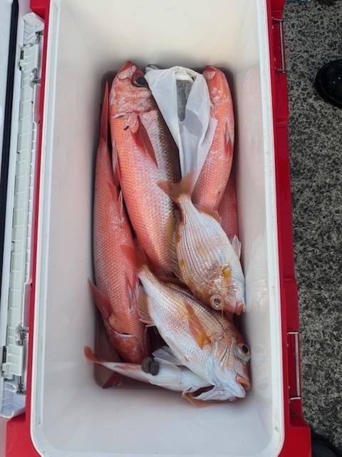 マダイ・ハチビキ