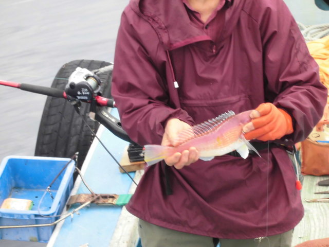 アマダイ(アカアマダイ)