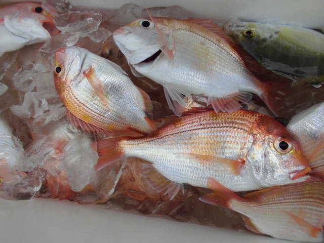 レンコダイ(キダイ)