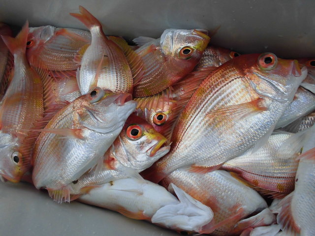 レンコダイ(キダイ)