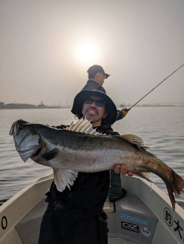 シーバス(スズキ)