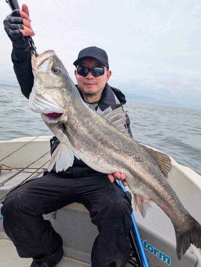 シーバス(スズキ)