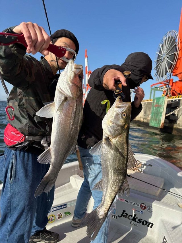 シーバス(スズキ)