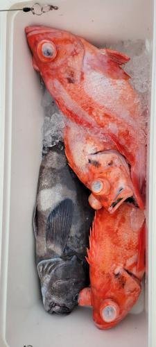 メヌケ(アコウダイ)・アブラボウズ