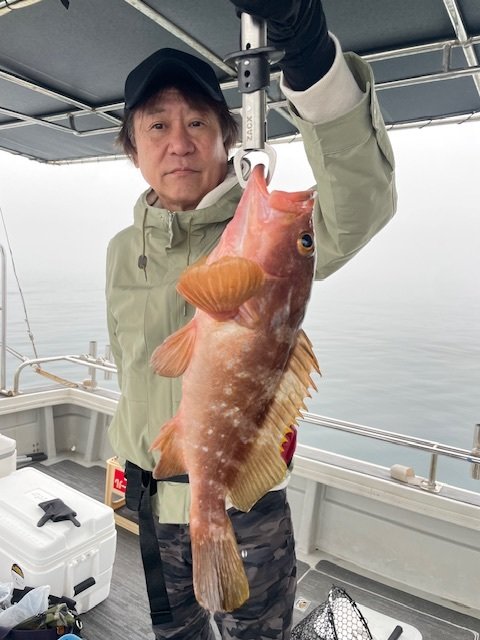 アコウ(キジハタ)