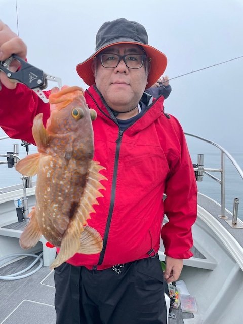 アコウ(キジハタ)