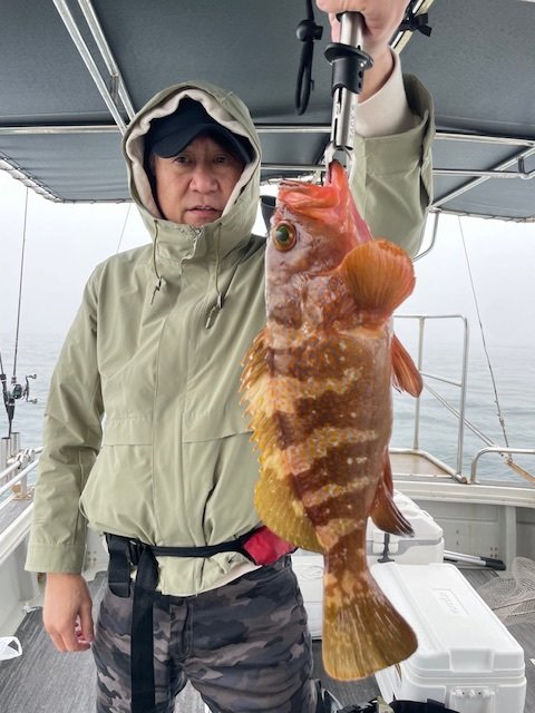 アコウ(キジハタ)