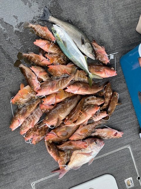 マダイ・スズキ・アコウ(キジハタ)・ハマチ(ブリ)