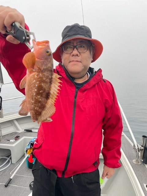 アコウ(キジハタ)