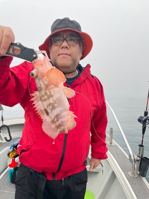 アコウ(キジハタ)