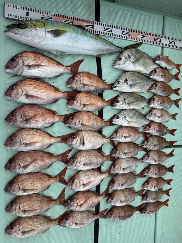 マダイ・クロダイ・ブリ