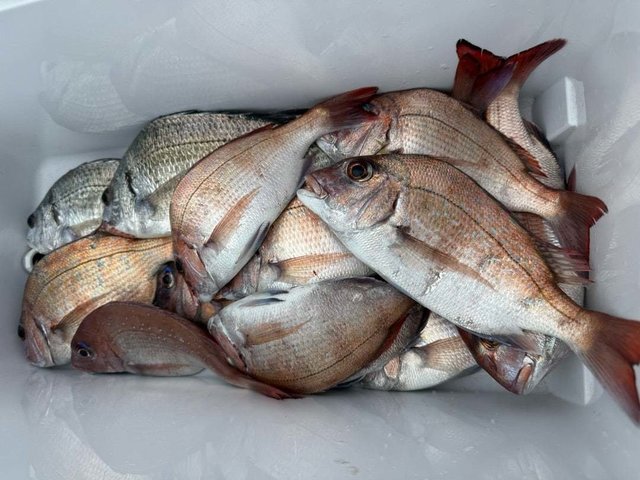 マダイ・クロダイ