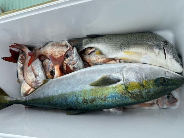 マダイ・クロダイ・ブリ