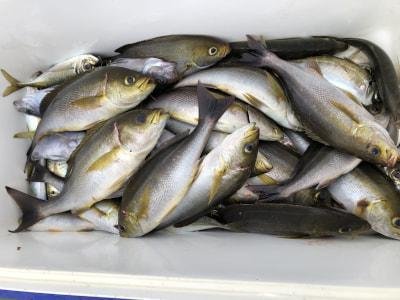 アジ(マアジ)・イサギ(イサキ)