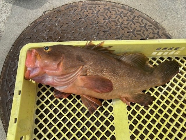 ハタ(キジハタ)