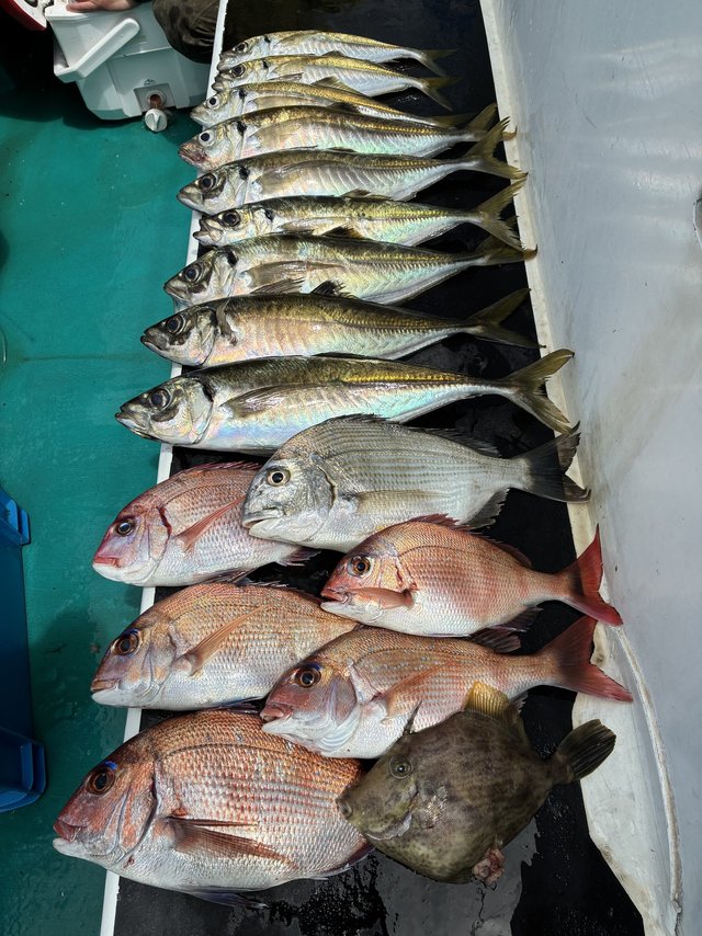 マダイ・マアジ・ヒラメ