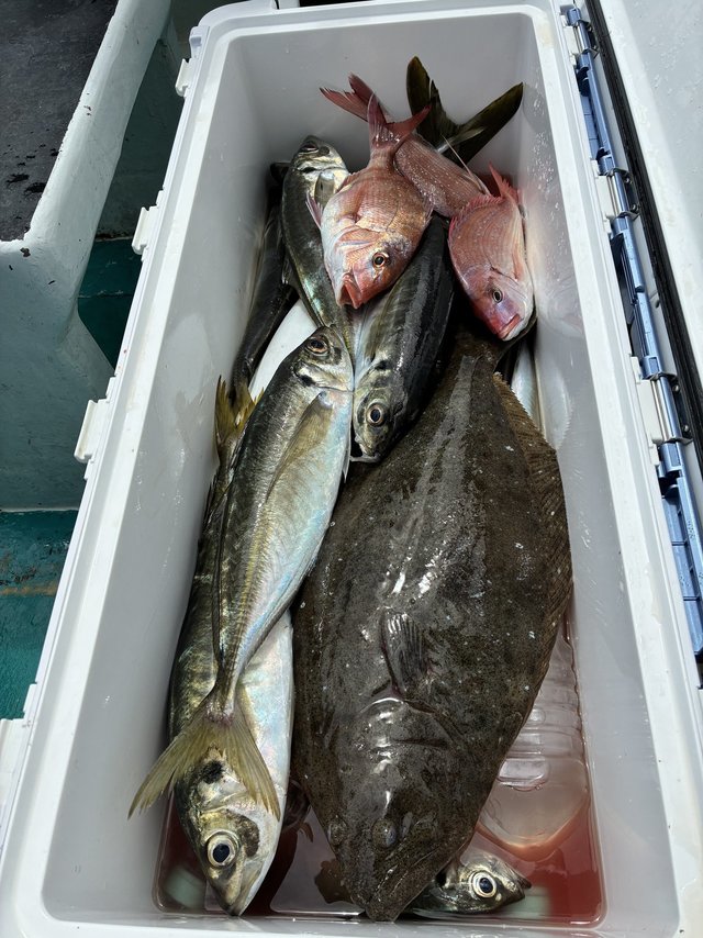 マダイ・マアジ・ヒラメ