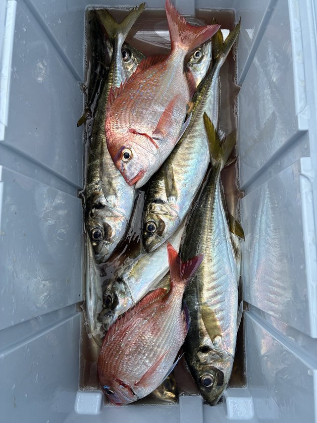 マダイ・マアジ