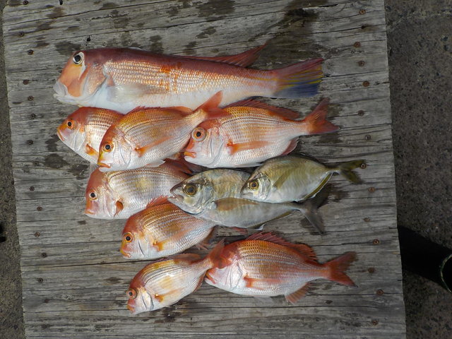 アマダイ(アカアマダイ)