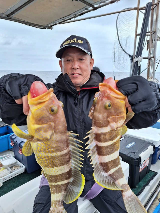 アオナ(アオハタ)