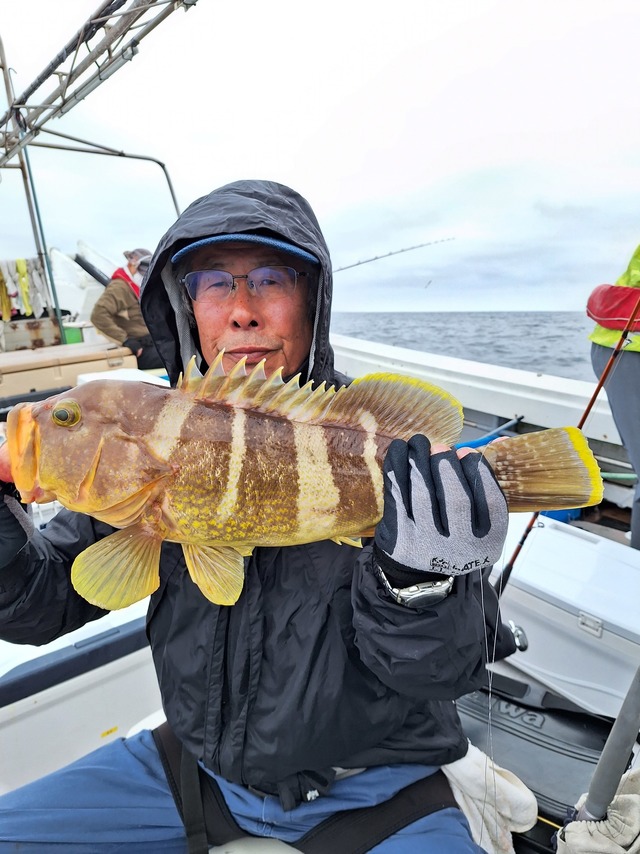 アオナ(アオハタ)