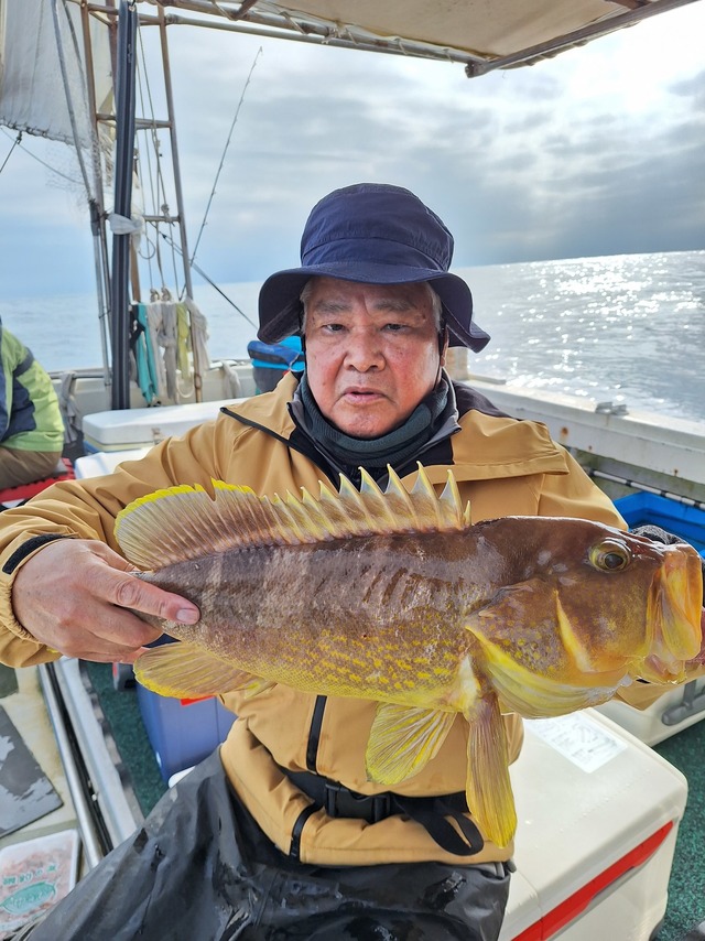 アオナ(アオハタ)