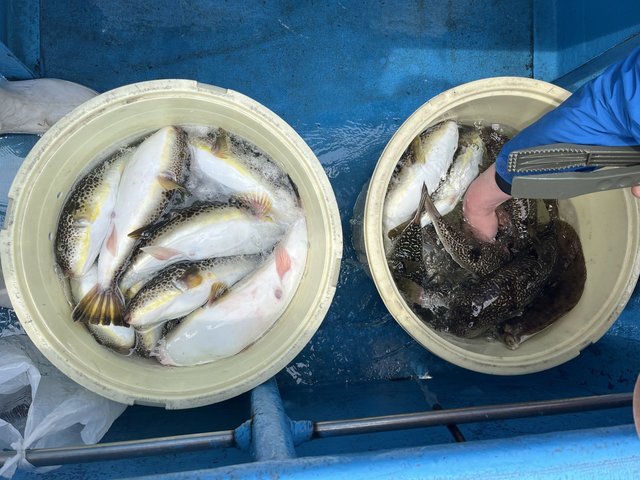 ショウサイフグ