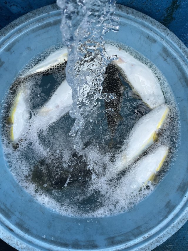 ショウサイフグ