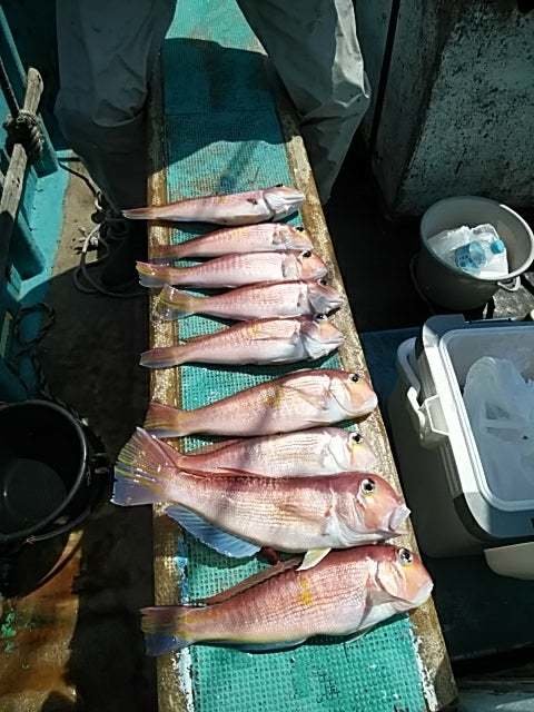 アマダイ(アカアマダイ)